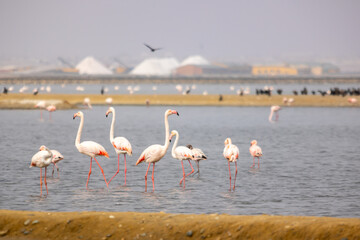 Pink flamingo's in a basis of a salt mine near the ocean in Namibia