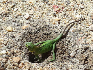 green lizard on a stone