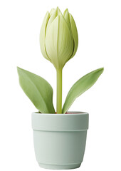 Bud tulip in a pot for spring on transparent background