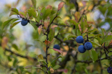 Prunus spinosa blackthorn sloe with blue ripening fruits on shrub branches with leaves