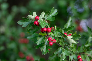 Crataegus monogyna common one-seed hawthorn hawberry with red ripened fruits on tree branches