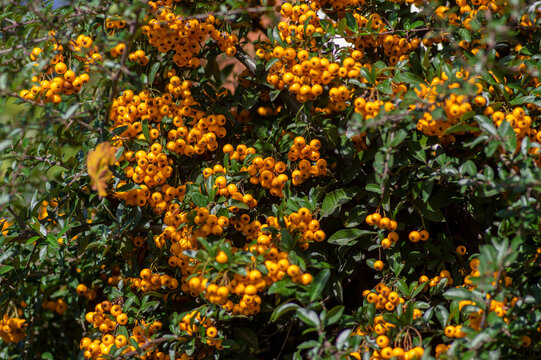Pyracantha coccinea sunny star scarlet red firethorn ornamental shrub, orange group of fruits hanging on autumnal shrub