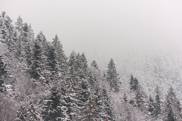 Obraz premium winter mountain landscape with snow and snow-covered fir trees