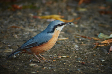 Eurasian nuthatch in autumn in the city park