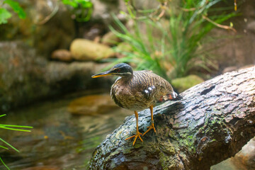 Fototapeta premium Sunbittern (Eurypyga helias) in Natural Splendor