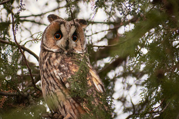 beautiful Asio otous on a fir branch
