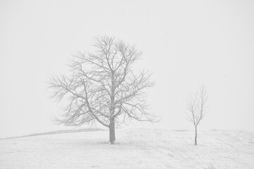 trees in winter in the snow