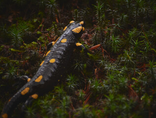 autumn salamander in the forest standing on the tree trunk