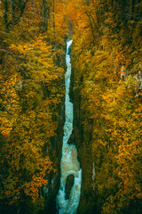 blue sky in the forest