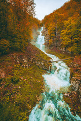 autumn in the forest