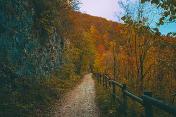 autumn in the park