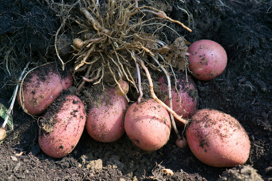Kartoffelwachstum 