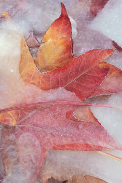 close up art of red autumn leaves frozen in ice water