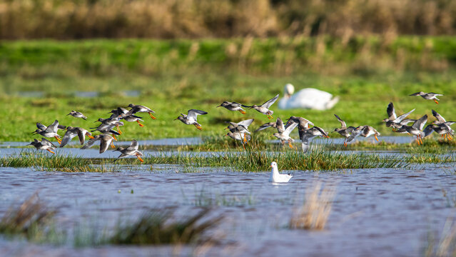 Redshank, Tringa totanus, birds in flight over Marshes