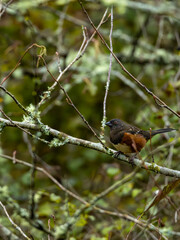 spotted towhee perched on a branch