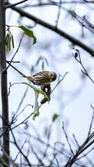 common yellow house finch on a branch