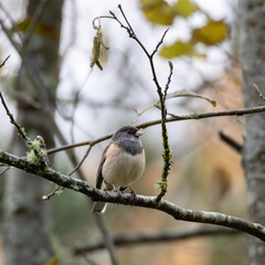 dark eyed junco sitting on a branch looking right