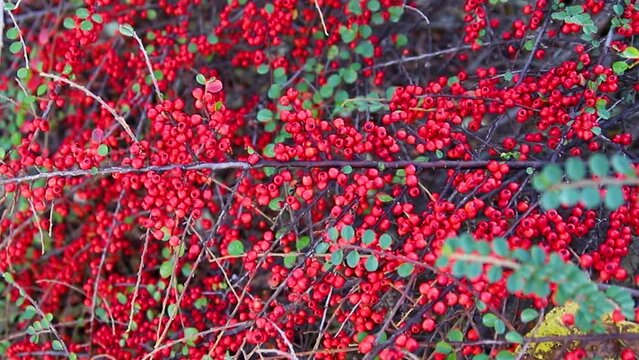Plants of creeping cotoneaster with many bright green shiny leaves, red berries.A large bush grows in the park. An ornamental plant.