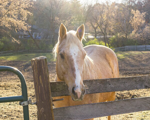 A palomino horse in a dirt field with soft light and a rustic fence on an autumn day. - obrazy, fototapety, plakaty