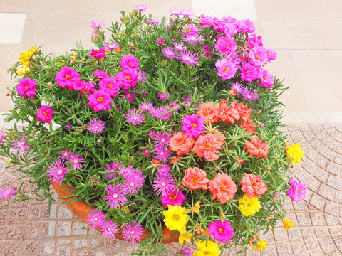 A colorful portulaca and delosperma flowers stands on a footpath.