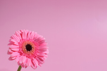 Pink gerbera flower background, floral blossom backdrop