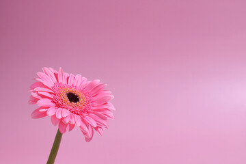 Pink gerbera flower background, floral blossom backdrop