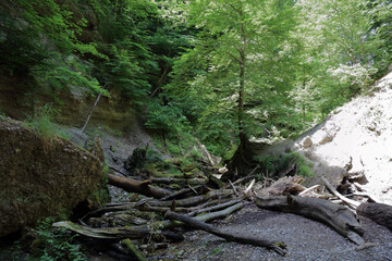Landschaft Bayern - Pähler Schlucht - Burgleitenbach / Landscape Bavaria - Pähler Gorge - Burgleitenbach /