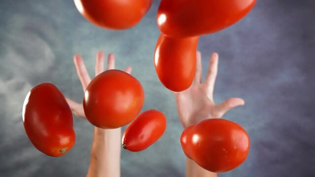 Hands throw tomatoes in slow motion