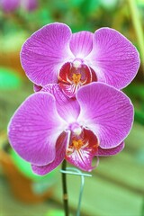 Fototapeta na wymiar Phalaenopsis sp. - Moth Orchid in Bloom 