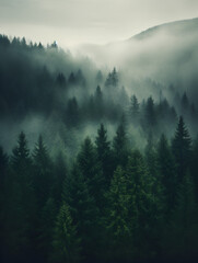 Foggy dark green pine tree forest, landscape background 