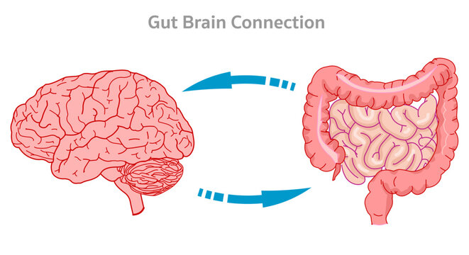Gut brain connection, axis. Small large intestine signals enteric, nervous system. Our gut sensor is connected to the vagus nerve. Serotonin production. Illustration vector