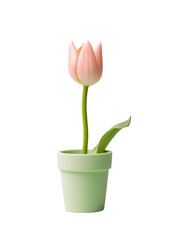 Pink tulips in a pot for the awakening of nature