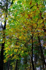 Herbst im deutschen Wald mit vielen bunten Farben