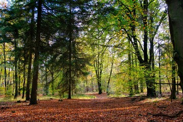 Herbst im deutschen Wald mit vielen bunten Farben