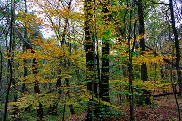 Herbst im deutschen Wald mit vielen bunten Farben