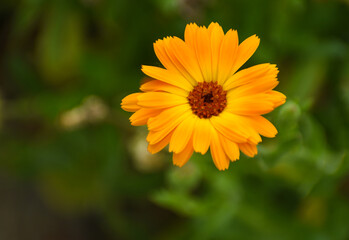 Beautiful flowers of Calendula officinalis blooming in the garden