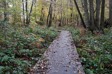 Herbst im deutschen Wald mit vielen bunten Farben