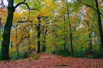 Herbst im deutschen Wald mit vielen bunten Farben