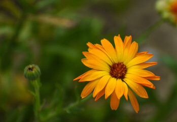 Beautiful flowers of Calendula officinalis blooming in the garden