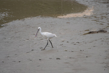 Spoonbill on the banks of a river