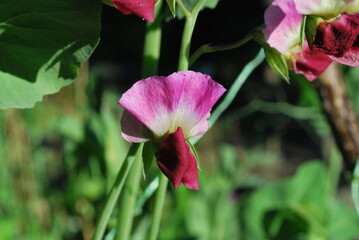 Pea flower