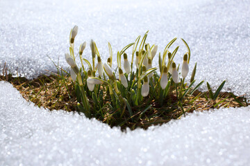 Snowdrop flowers appeared on the snow, a natural background, the arrival of spring.