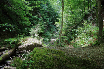 Fototapeta premium Landschaft Bayern - Pähler Schlucht - Burgleitenbach / Landscape Bavaria - Pähler Gorge - Burgleitenbach /