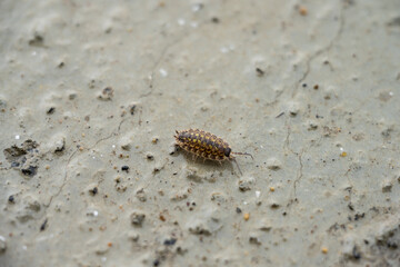 Common woodlouse on concrete floor.
