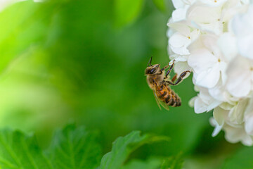 Bee on white hydrangea flower in the garden. Macro