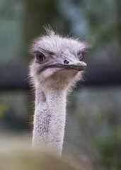 Ostrich (Struthio camelus) in the African Savannah