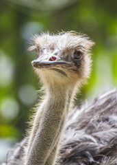 Ostrich (Struthio camelus) in the African Savannah
