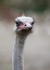 Ostrich (Struthio camelus) in the African Savannah