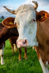 Closeup shot of a cow in the field staring at the camera