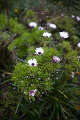Vertical shot of beautiful white and purple Cape marguerite flowers in the forest